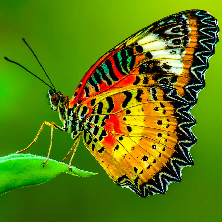 Butterflies Calendar 2027