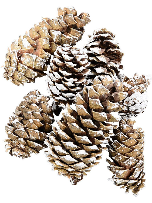 Natural White Snow Frosted Pinecones | 300gBrown with White
