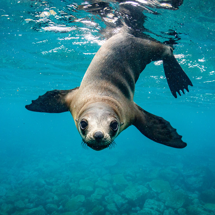 Seals and Sea Lions Calendar 2027